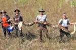 Giant African Python