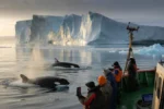Greenland Orca Emergency
