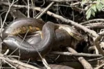 Amazon: A 7.5-metre giant anaconda never seen before is found during a Will Smith documentary shoot