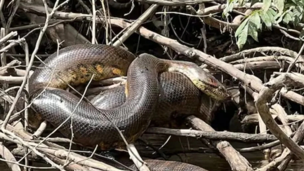 Amazon: A 7.5-metre giant anaconda never seen before is found during a Will Smith documentary shoot