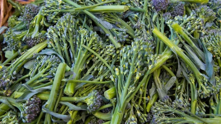 Cauliflower Broccoli and Cabbage Same Plant